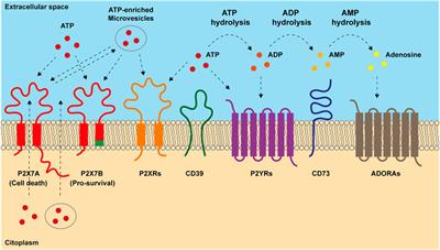 Emerging roles of purinergic signaling in anti-cancer therapy resistance